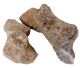 Fossil Coral (large pieces) from Morocco