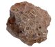 Fossil Turtle turned into Coral from Morocco.
