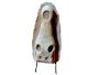 Fossil crocodile head XXL (300-450mm) very beautifully restored!