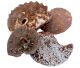 Ammonites new find, from Morocco.