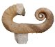 Ammonite Audoliceras (very rare) and large specimen from Morocco with stone base.