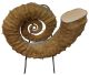 Ammonite Audoliceras (très rare) et grand spécimen du Maroc