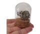 Pyrite (of museum quality) placed in a beautiful glass bell jar.
