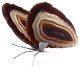 Agate butterfly NATURALLY. Beautiful butterflies made of Agate.