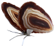 Agate papillon NATURELLEMENT. Beaux papillons en Agate.