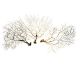 Black fans (Black Sea Fan) medium (20-40cm) called Philippines