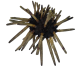 Granger Sea urchin XXL from the Philippines