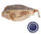 long horn cowfish XL from Vietnam