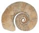 Ammonite XXL de Madagaskar