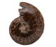 Ammonite poli à la main et complet avec sortie dentelée! (TRES RARE)