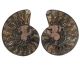 Ammonites cut in half and black from Madgaskar