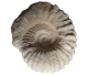 Ammonit aus Erfoud (Klassiker in jeder Fossiliensammlung, aber auch fantastisch in vielen Innenräumen!)