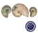 Ammonites opalisantes de Madagaskar.