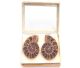 Polished Ammonite pair in gift box - Madagascar