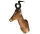 Antilopekop afkomstig uit Canada (H90 x B26 x D65 cm)