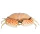 Crabe grande,  du Vietnam