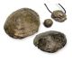 Biotite 
