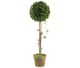 Tree sphere shaped very suitable as decoration.