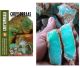 Newfound 2020; Chrysoprase raw pieces in very beautiful azure quality from Indonesia qlt. AB