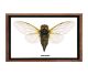 Cicada speciosa afkomstig uit Thailand in mooi frame met glas.
