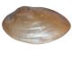 Clam schelp middelgroot 