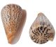 Surantesis cone shell from Philippines (90x50 mm)