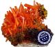 Crocoite from the world famous Adelaide mine in Dundas Tasmania.