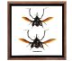 Crytotrachelus Dux (bamboo beetle) from Thailand in nice frame with glass.