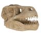 Dinosaurus hoofd replica gemaakt door Tony Cyde uit Ohio in de  U.S.A.