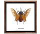 Eupatorus Gracilicornis. Kever uit de Scarabee reeks afkomstig uit Thailand in mooi frame met glas.