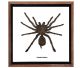 Tarantula Eurypeima Spinicrus Spider aus Thailand in schönem Rahmen mit Glas.