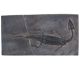 Fossilienreplika (68 x 36 cm.)