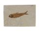 Fossiele Vissen (Knightia) afkomstig uit Kemmerer in Wyoming, U.S.A.