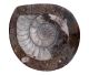 Ammonite de grande taille dans la roche mère, totalement polie (120-160mm) difficile à obtenir.