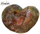 Museum piece! Ammolite from Canada, 43.8 kilograms, 58x43 cm.