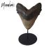 Top piece megalodon giant tooth Belongs to the largest there is! Only 20-30 of this species are offered in Tucson each year!