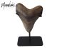 Top piece, megalodon giant tooth (L) One of the largest in existence! Only 20-30 of this species are offered in Tucson each year!