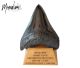 Megalodon tooth. 