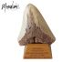 Megalodon tooth. 