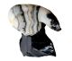 Zebra-Onyx-Eisbär auf einem schwarzen Obsidianfelsen.