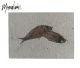 Fossile Knightia (2 Fossilien) aus Wyoming, USA. Der schönste und begehrteste fossile Fisch der Welt.