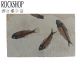 Fossil Knightia (3-5 fossils) from Wyoming, U.S.A. The world's most beautiful and coveted fossil fish.
