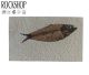 Fossil Knightia (1 fossil) from Wyoming, U.S.A. The world's most beautiful and most coveted fossil fish.
