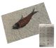 Fossiler Fisch Knightia aus Wyoming, USA.