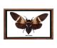 Fulgora Candlearia from Thailand in nice frame with glass.