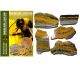 Slabs van fraaie Bumblebee Jaspis (Eclipse steen) afkomstig van West-Java Indonesië.