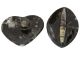 Fossil in geschliffener Herz -oder Ovalform aus Marokko.