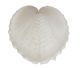 Hart (natural heart shaped shells) also called fragum Onedo called