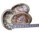 Paua - also known as Abalone shells 75-90mm from Vietnam BESTSELLER.