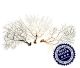 Gammes Noirs (Black Sea Fan)  10-15 cm Filipines